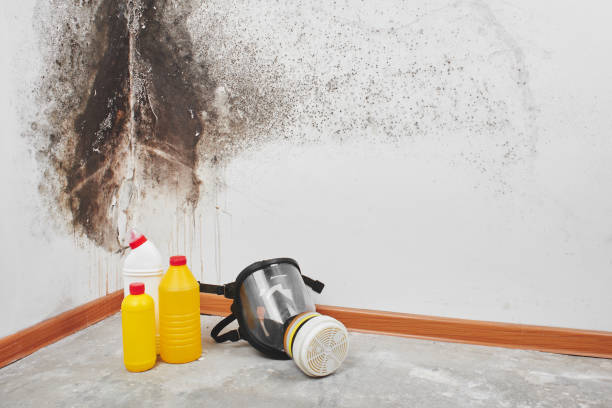 Best Home Mold Removal  in Franklin, CA