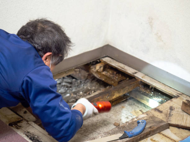 Best Mold Remediation  in Franklin, CA