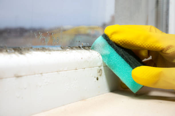Best Fast Mold Removal  in Franklin, CA