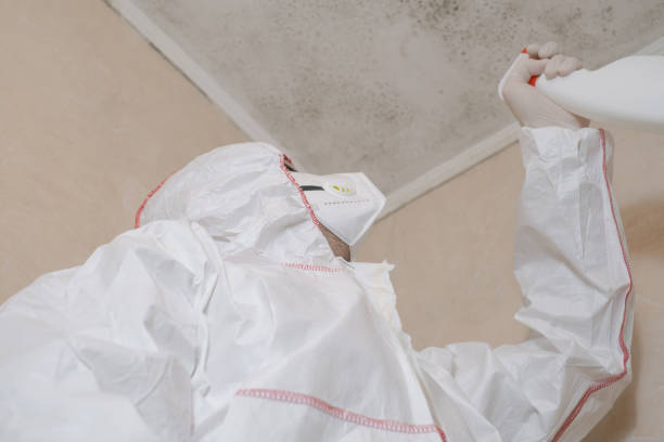 Best Affordable Mold Removal  in Franklin, CA