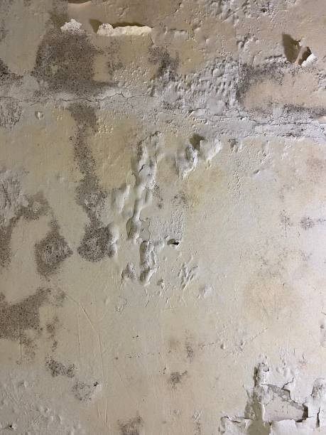 Best Local Mold Removal Service  in Franklin, CA