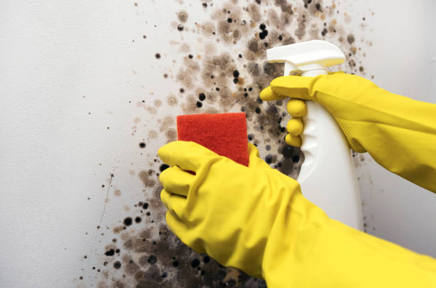 Best Water Damage Restoration  in Franklin, CA