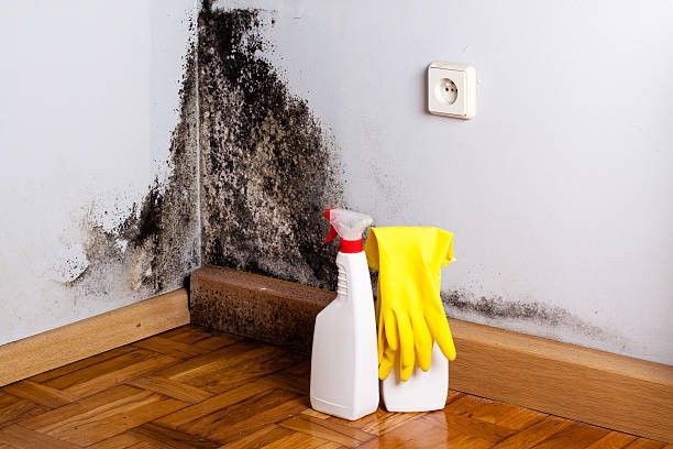 Best Mold Removal Near Me  in Franklin, CA