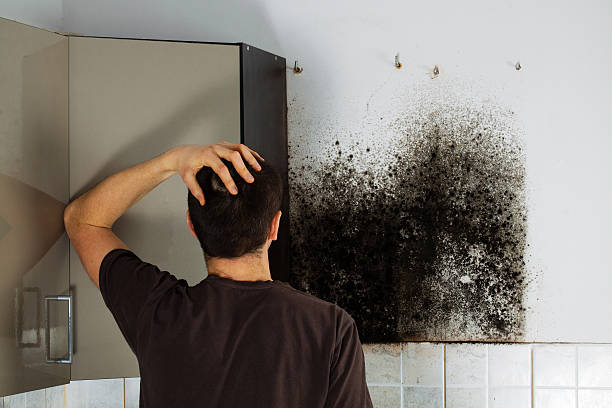 Home Mold Removal in Franklin, CA