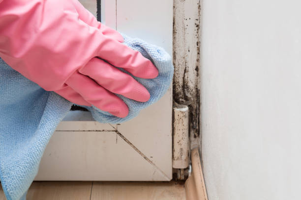 Best Mold Testing  in Franklin, CA