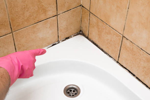 Best Crawl Space Mold Removal  in Franklin, CA